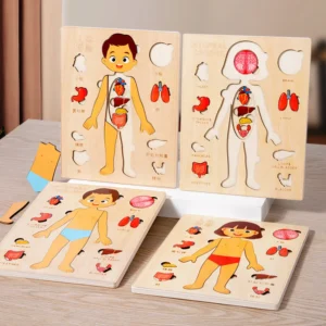 Montessori Human Body Busy Board